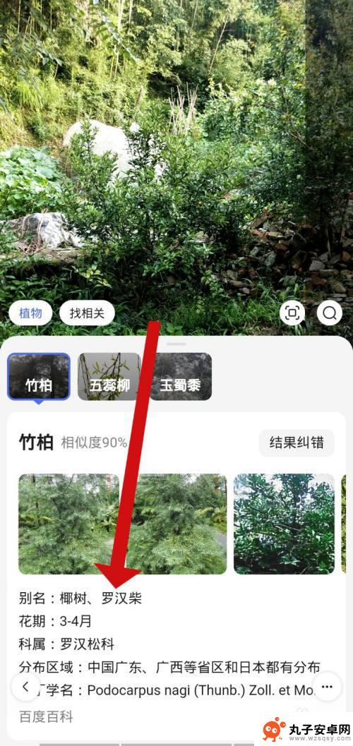 手机里的扫一扫不视绿植怎么办 最好用的手机植物识别APP