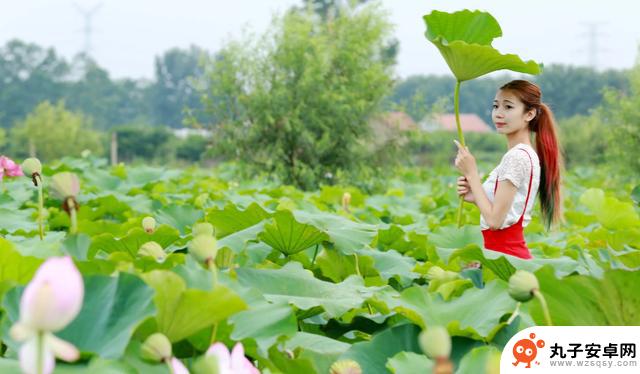 对比苹果手机与华为手机的优缺点