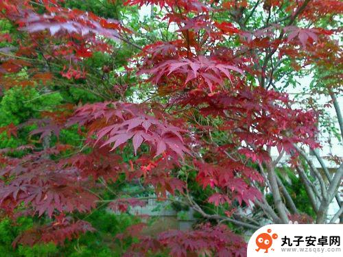 手机怎么拍雨天树叶 如何拍出清晰的红树叶画面